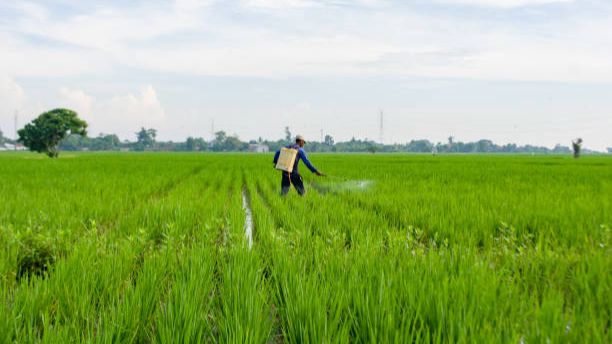 Daya Beli Petani Kalteng Meningkat, NTP Naik 1,04 Persen