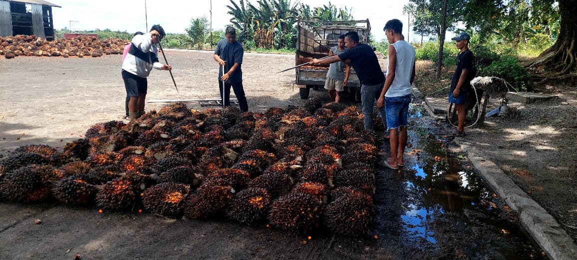 Curi 127 Janjang Sawit, Tiga Pria Diamankan Polsek Parenggean
