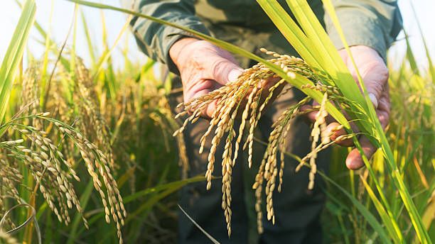 Kejar Cadangan Pangan, Bulog Kalteng Targetkan Serap 15.800 Ton Gabah