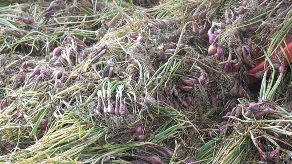 Dibantu Pemerintah, Petani Tangkiling Buktikan Bisa Panen 3 Ton Bawang