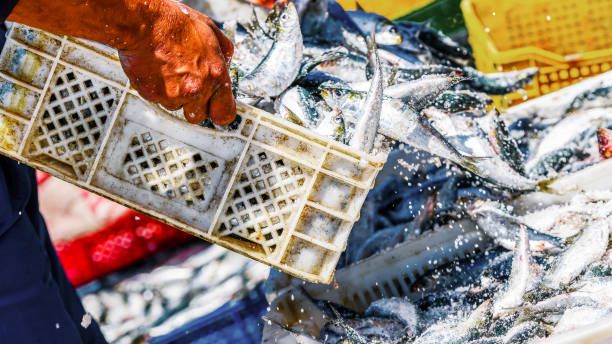 Dibiarkan, Hasil Laut Kalteng Lebih Banyak Lari ke Kalsel