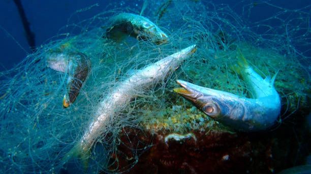 Ilegal Fishing Masih Terjadi di Kalteng, Ancam Kelestarian Perikanan