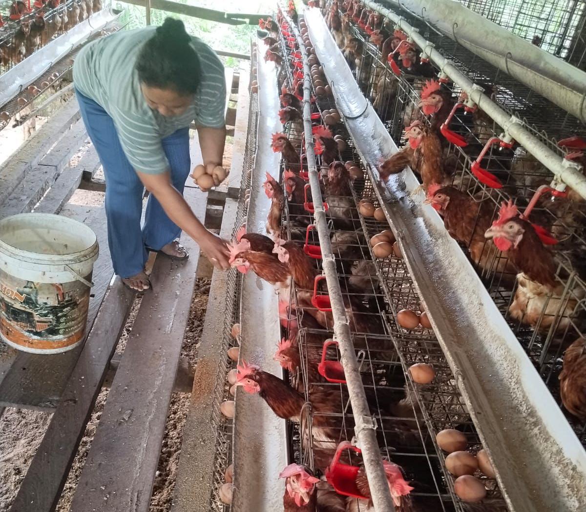 SPPG Kotim Baamang Tengah 4 Berdayakan UMKM Peternak Telur Lokal
