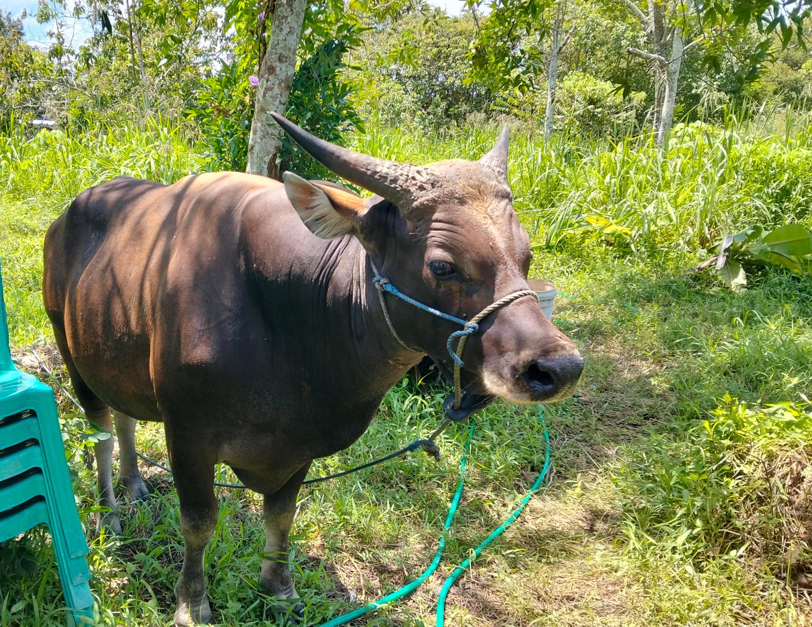 Penjual Sapi Kurban Mulai Ramai di Sampit Jelang Iduladha