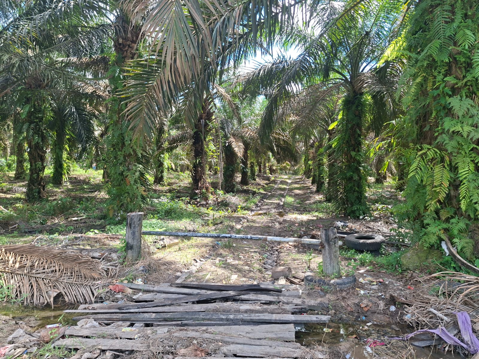 Kebun Disatroni “ninja Sawit”, Warga Pasir Putih Rugi Hingga Tonan Buah