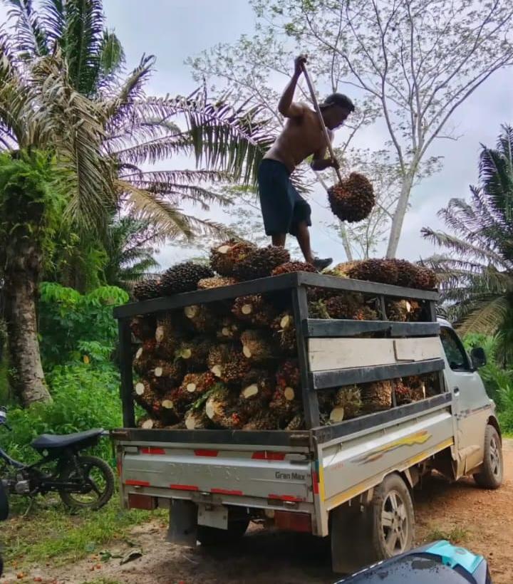 Walau Berstatus Quo, Warga Tetap Panen Massal Di Lahan Konflik Gapoktanhut Bagendang Raya