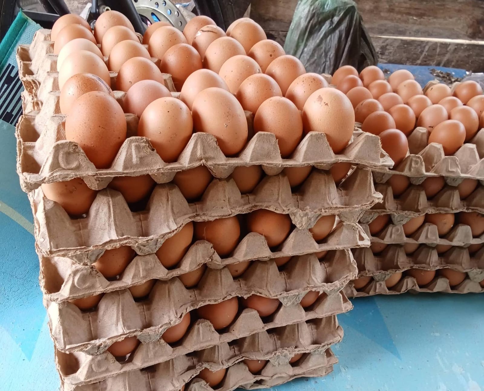 Harga Telur Di Kotim Turun Rp50 Ribu Per Ikat, Peternak Dan Pegangan Mengeluh Margin Tergerus